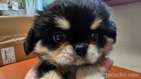 成約済の愛知県のミックス犬-330931の1枚目