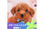 オンライン見学