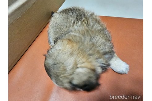 成約済の愛知県のミックス犬-330932の4枚目