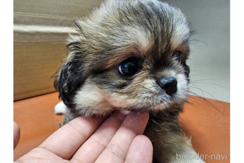 成約済の愛知県のミックス犬-330932の6枚目