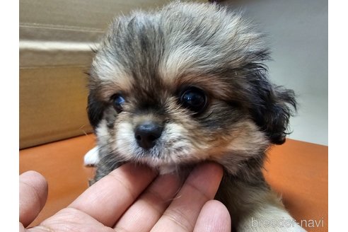 成約済の愛知県のミックス犬-330932の5枚目