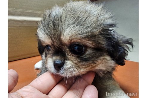 成約済の愛知県のミックス犬-330932の2枚目