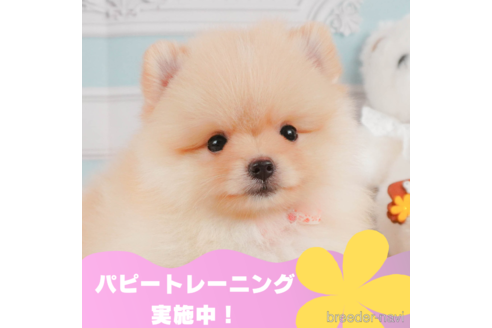 成約済ののポメラニアン-330940