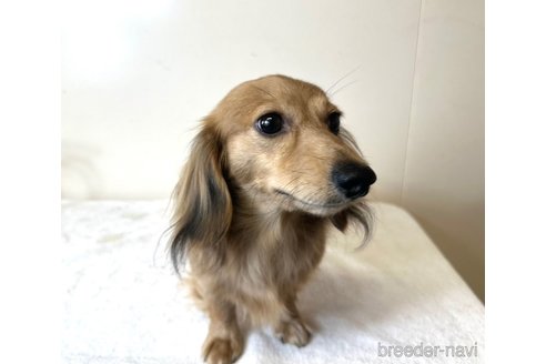 成約済の兵庫県のカニンヘンダックスフンド(ロングヘアード)-279598の1枚目
