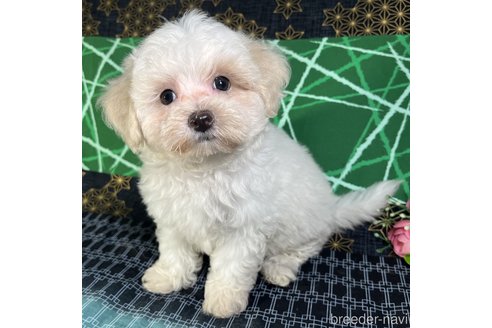 成約済の東京都のミックス犬-328707