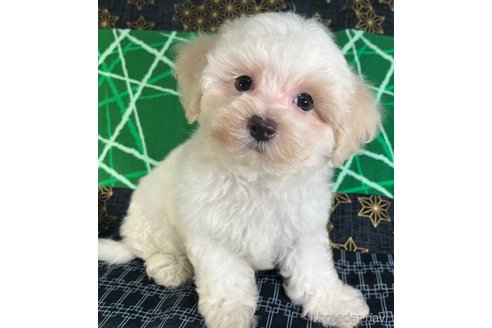 成約済の東京都のミックス犬-328707の4枚目