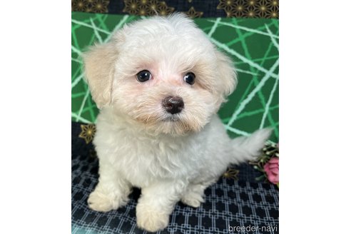 成約済の東京都のミックス犬-328707の3枚目