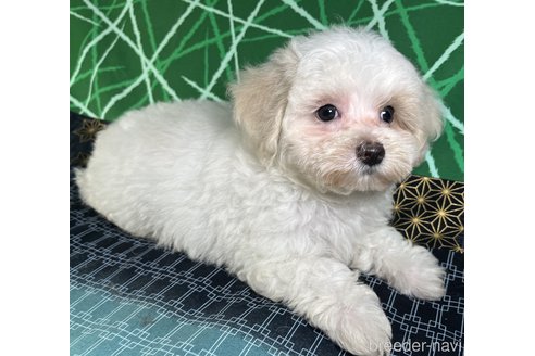 成約済の東京都のミックス犬-328707の2枚目