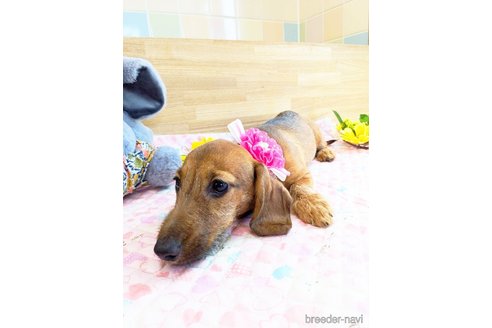 成約済の千葉県のミニチュアダックスフンド(ワイヤーヘアード)-317480の4枚目