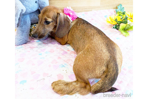 成約済の千葉県のミニチュアダックスフンド(ワイヤーヘアード)-317480の2枚目