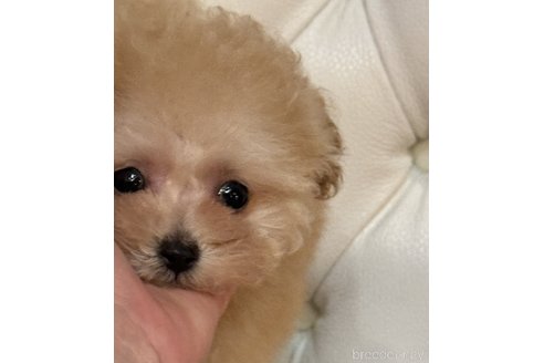 成約済の香川県のティーカッププードル-318554の2枚目