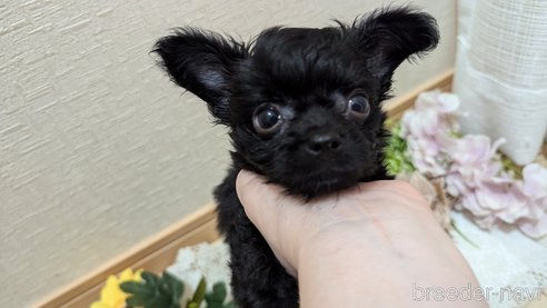 成約済の広島県のチワプー:チワワ×トイプードル-326581の111枚目