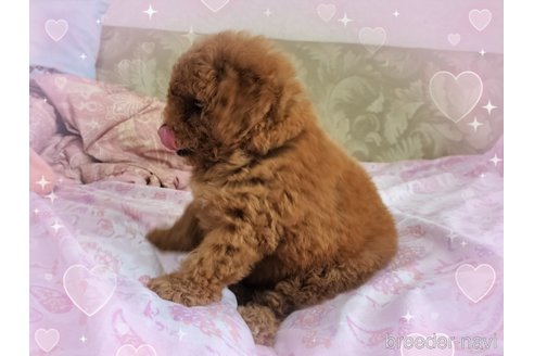 成約済の栃木県のミックス犬-324830の3枚目