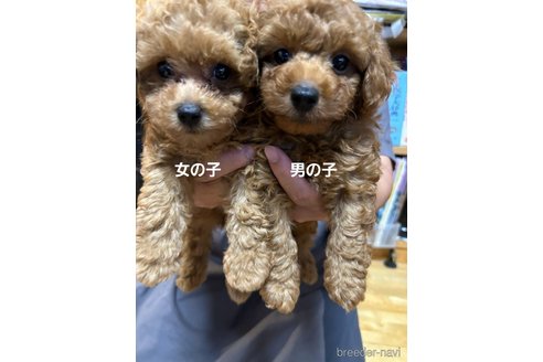 成約済の福岡県のトイプードル-329396の2枚目