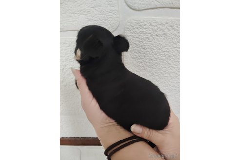 成約済の愛媛県のチワワ(ロングコート)-330991の3枚目