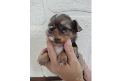 成約済の愛媛県のチワワ(ロングコート)-330993の4枚目