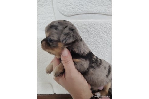 成約済の愛媛県のチワワ(ロングコート)-330993の2枚目
