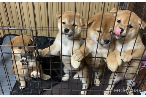 成約済の熊本県の柴犬-323900の3枚目