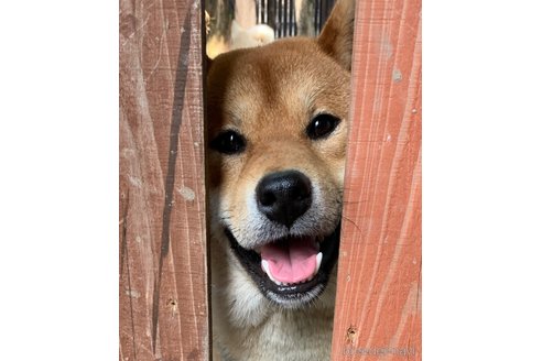 ハンクくん1枚目