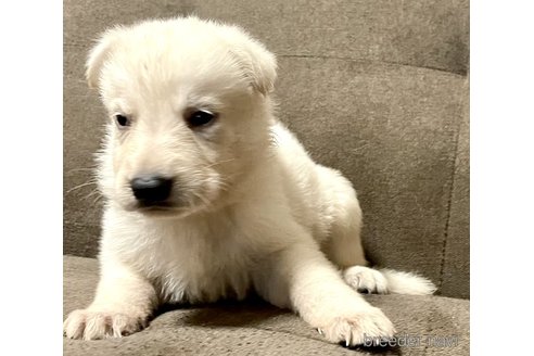 成約済の奈良県のホワイトシェパード-327003の9枚目