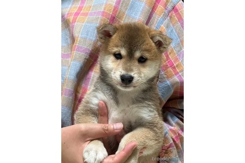 成約済の高知県の豆柴-322704の7枚目