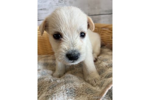 成約済の静岡県のミックス犬-331029の5枚目