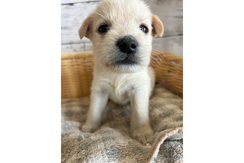 成約済の静岡県のミックス犬-331029の6枚目