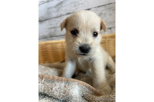 成約済の静岡県のミックス犬-331029の2枚目