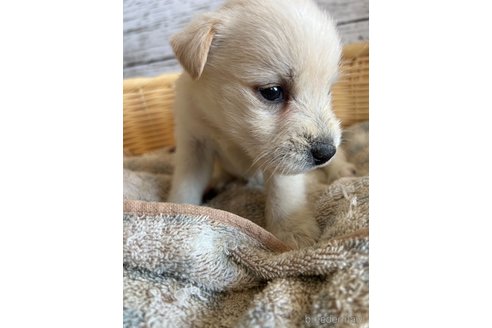 成約済の静岡県のミックス犬-331029の3枚目