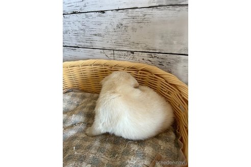 成約済の静岡県のミックス犬-331029の4枚目