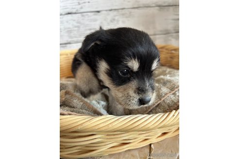 成約済の静岡県のミックス犬-331030の6枚目