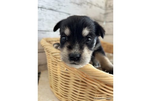 成約済の静岡県のミックス犬-331030の2枚目