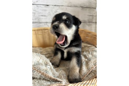成約済の静岡県のミックス犬-331030の3枚目