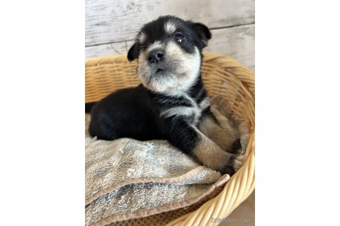 成約済の静岡県のミックス犬-331030の5枚目