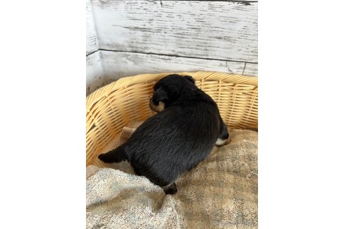 成約済の静岡県のミックス犬-331031の2枚目