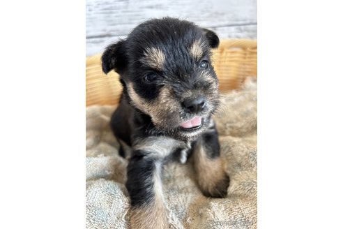 成約済の静岡県のミックス犬-331031の3枚目
