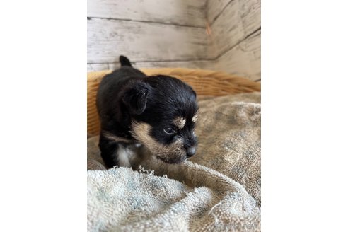 成約済の静岡県のミックス犬-331031の5枚目
