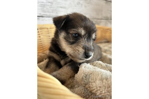 成約済の静岡県のミックス犬-331037の2枚目