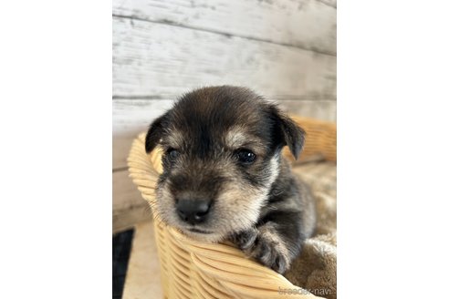成約済の静岡県のミックス犬-331037の3枚目