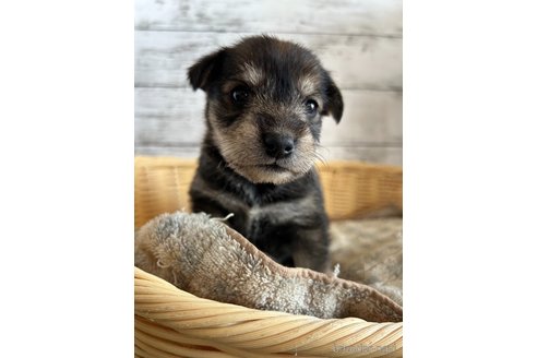 成約済の静岡県のミックス犬-331037の4枚目