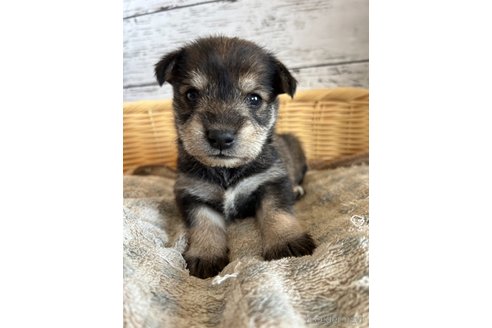 成約済の静岡県のミックス犬-331037の1枚目