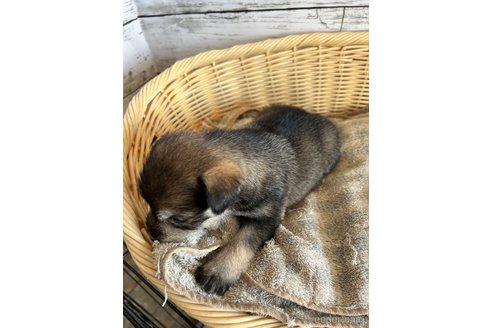 成約済の静岡県のミックス犬-331037の5枚目