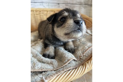 成約済の静岡県のミックス犬-331037の6枚目