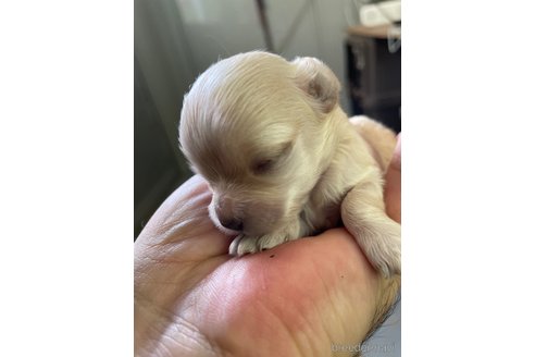 成約済の栃木県のマルプー:マルチーズ×トイプードル-330344の6枚目