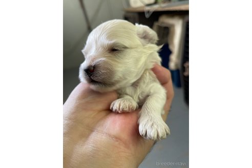 成約済の栃木県のマルプー:マルチーズ×トイプードル-330343の6枚目