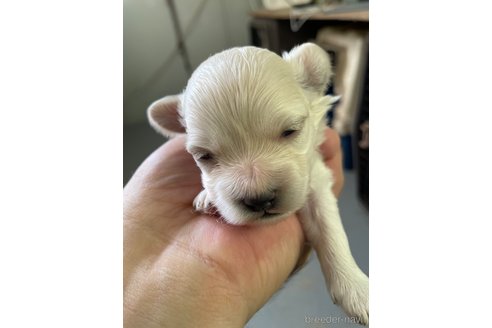 成約済の栃木県のマルプー:マルチーズ×トイプードル-330342の7枚目