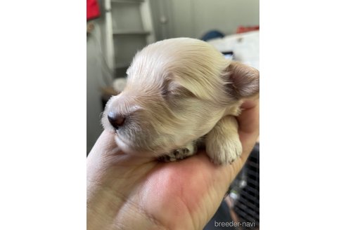成約済の栃木県のマルプー:マルチーズ×トイプードル-330340の6枚目