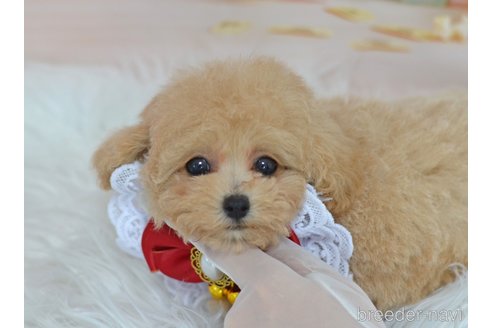 成約済の埼玉県のチワプー:チワワ×トイプードル-327825の2枚目