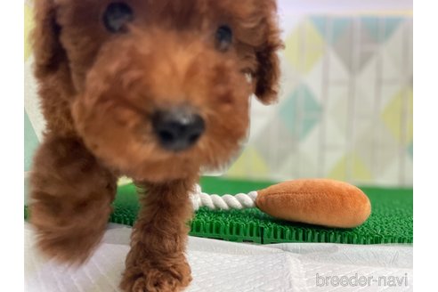 成約済の東京都のタイニープードル-329994の5枚目