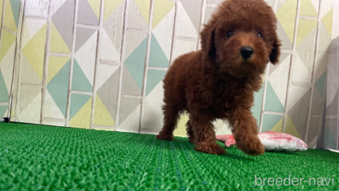 成約済の東京都のタイニープードル-329994の4枚目